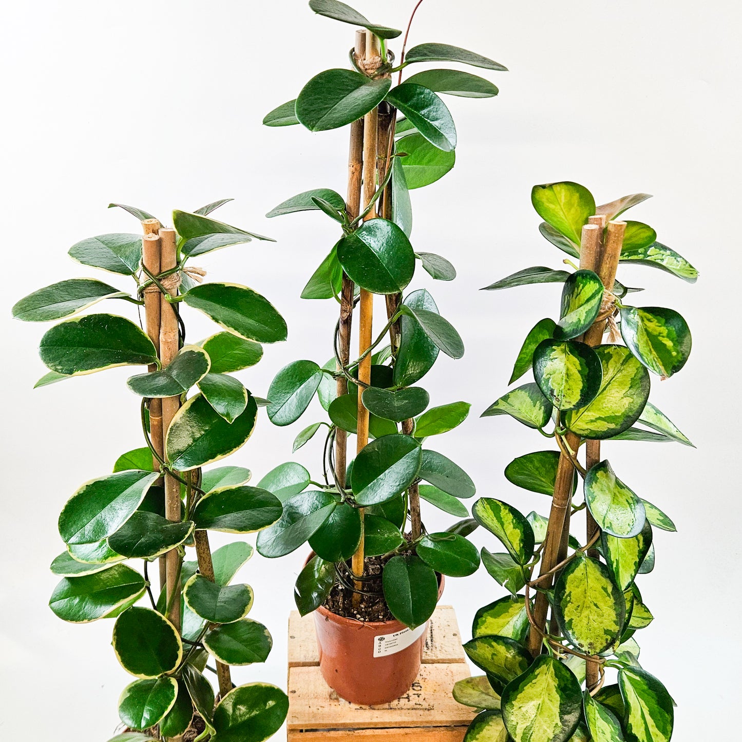 Hoya Australis mixed - Choose One from our selection 15cm H58cm