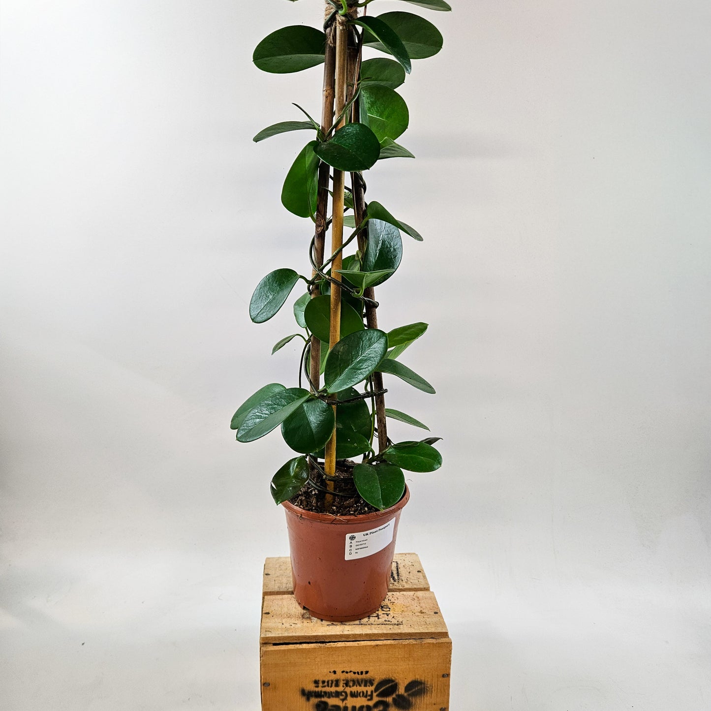 Hoya Australis mixed - Choose One from our selection 15cm H58cm