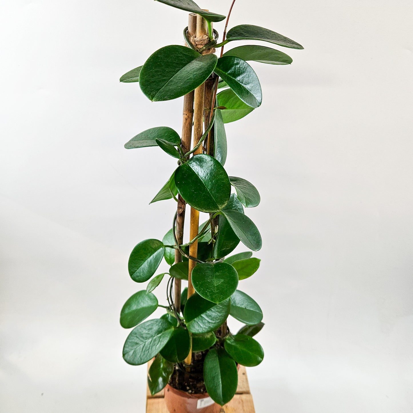 Hoya Australis mixed - Choose One from our selection 15cm H58cm