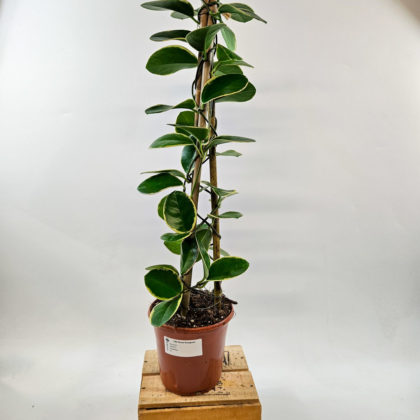 Hoya Australis mixed - Choose One from our selection 15cm H58cm