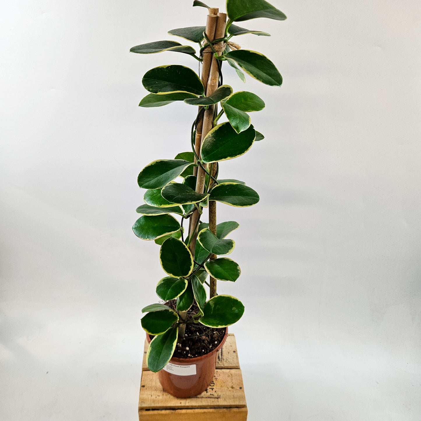 Hoya Australis mixed - Choose One from our selection 15cm H58cm