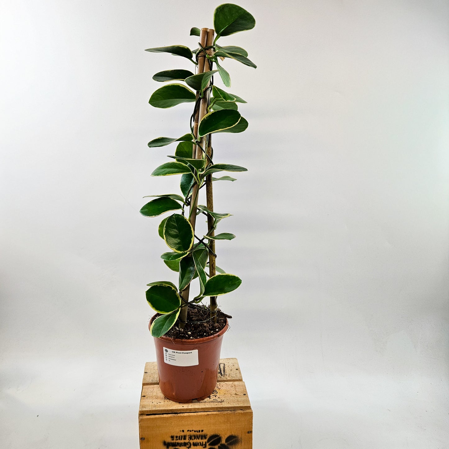 Hoya Australis mixed - Choose One from our selection 15cm H58cm