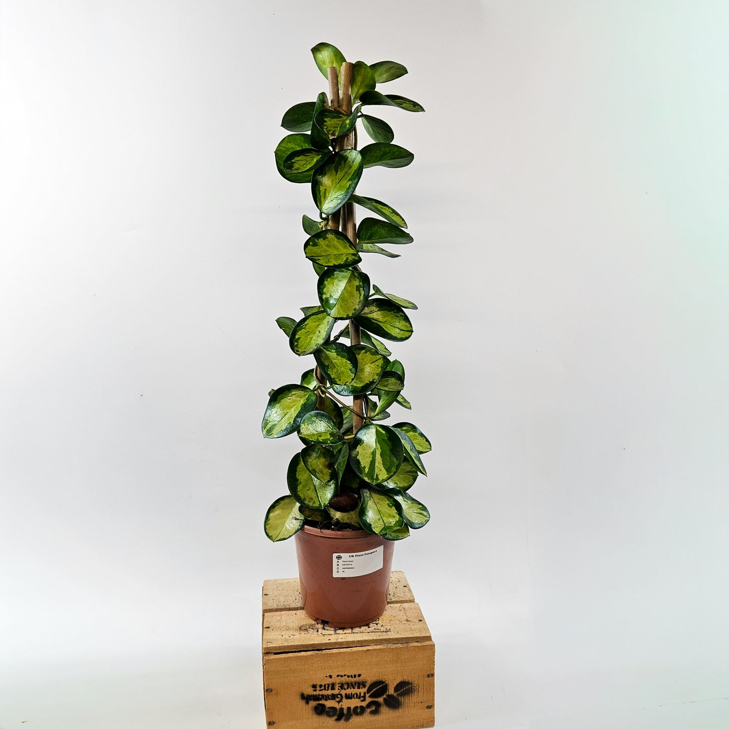 Hoya Australis mixed - Choose One from our selection 15cm H58cm