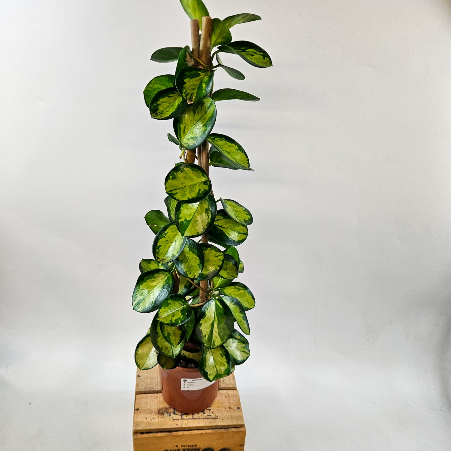 Hoya Australis mixed - Choose One from our selection 15cm H58cm