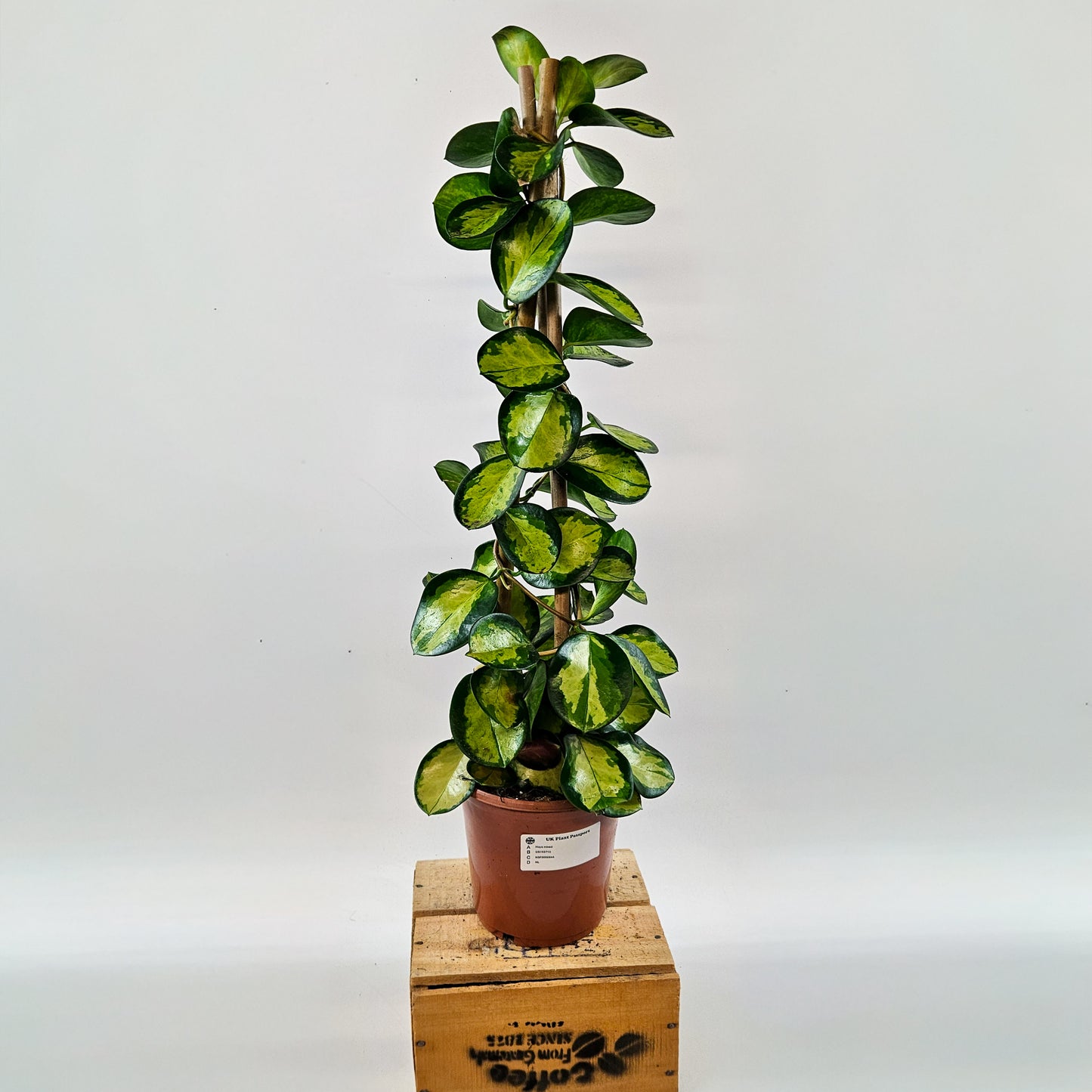 Hoya Australis mixed - Choose One from our selection 15cm H58cm