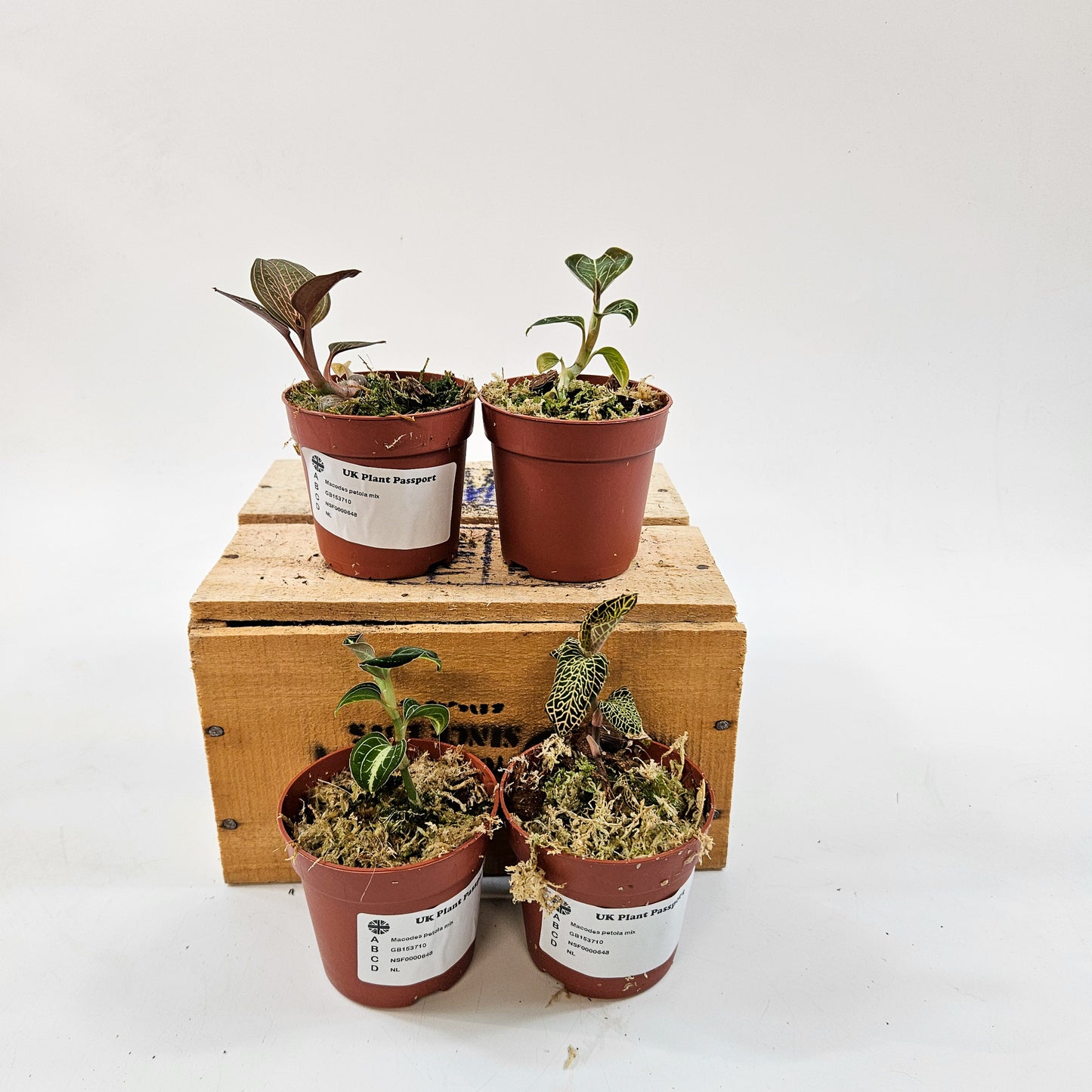 Jewel Orchid mix 7cm H15cm