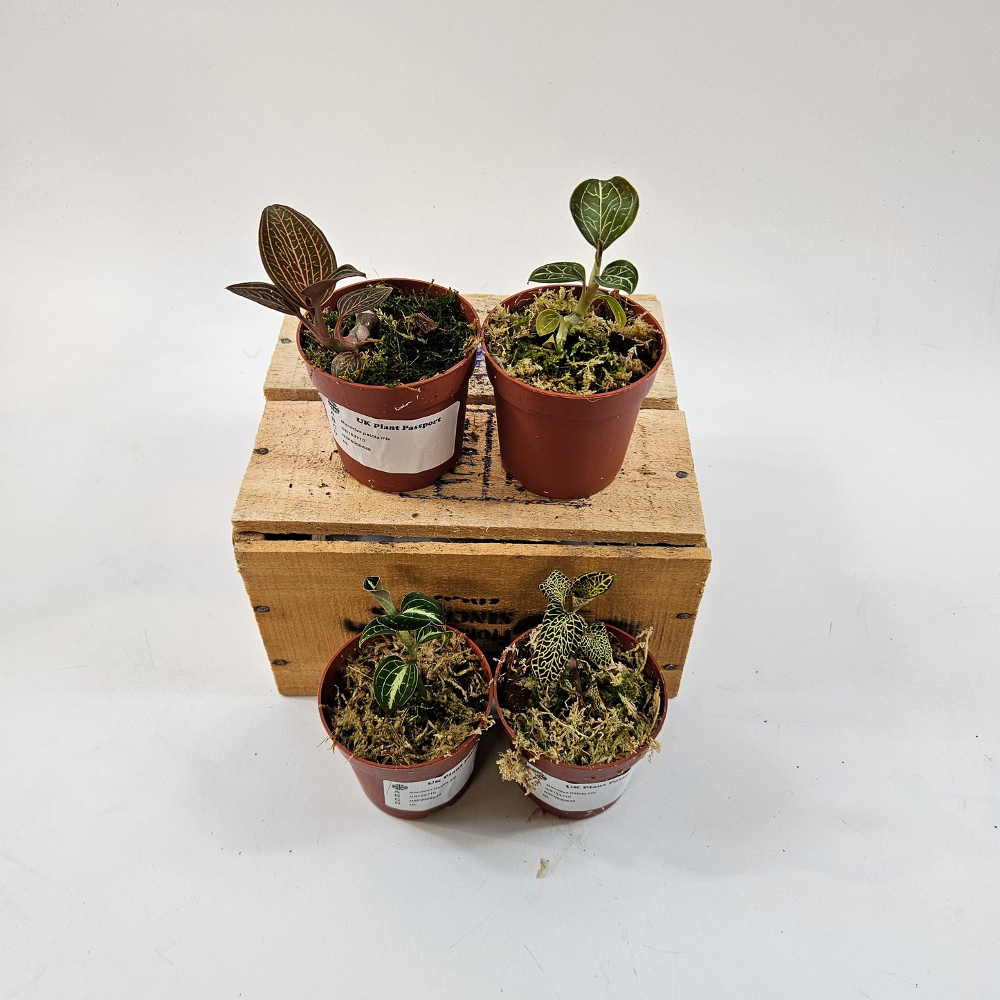 Jewel Orchid mix 7cm H15cm
