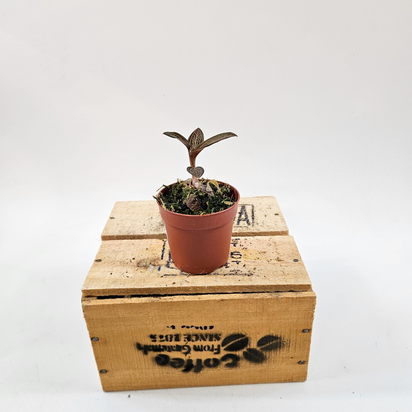 Jewel Orchid mix 7cm H15cm