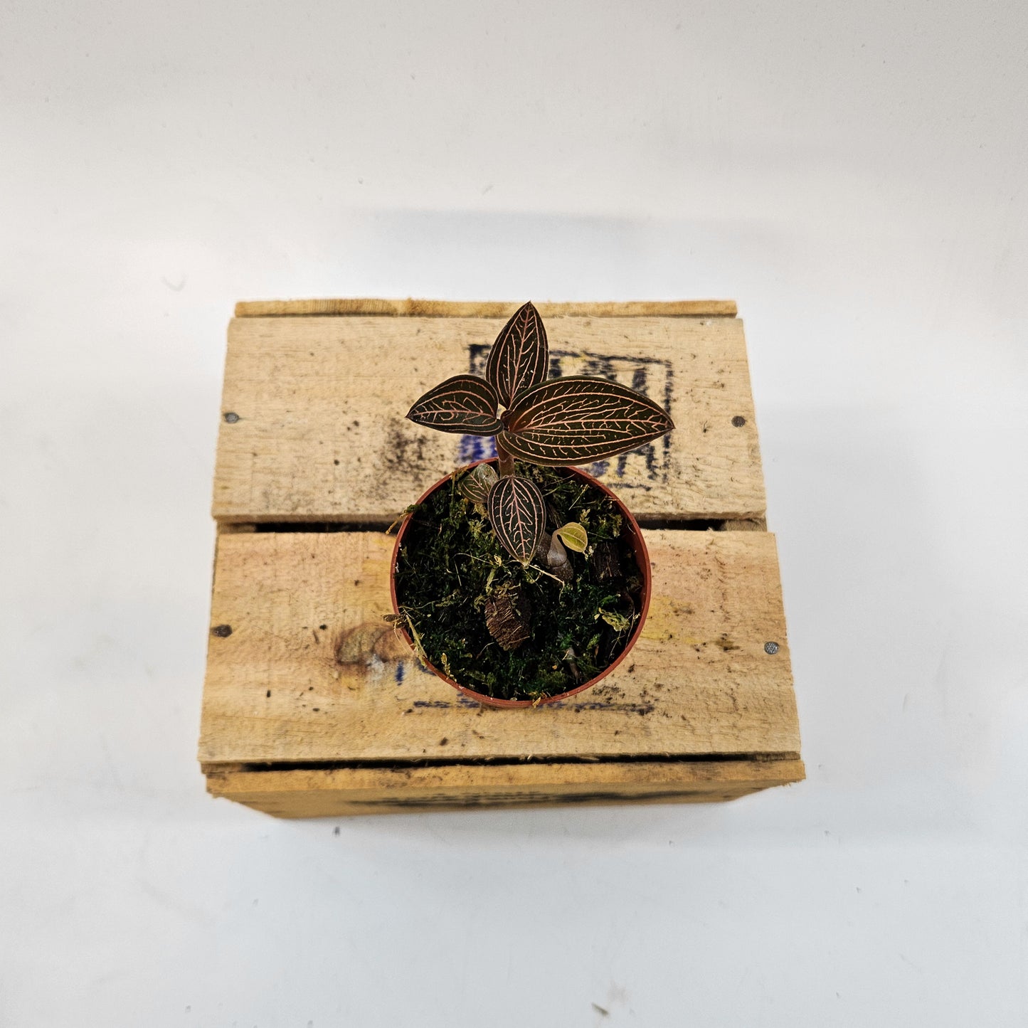 Jewel Orchid mix 7cm H15cm