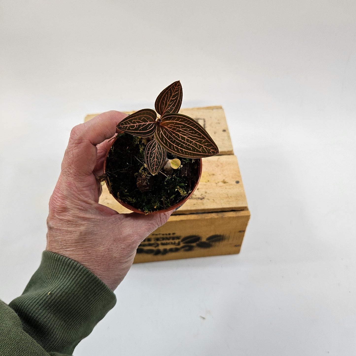 Jewel Orchid mix 7cm H15cm