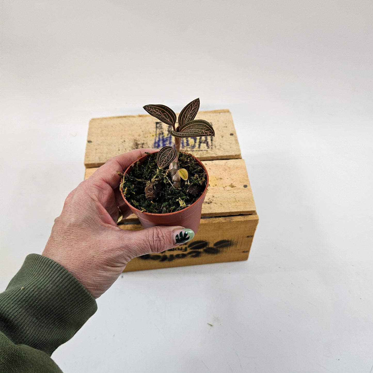 Jewel Orchid mix 7cm H15cm