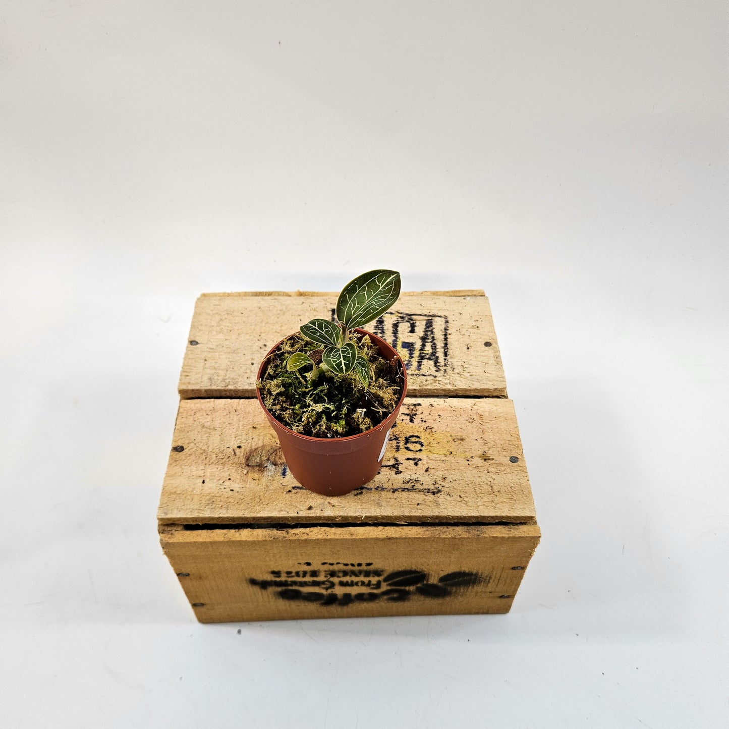 Jewel Orchid mix 7cm H15cm