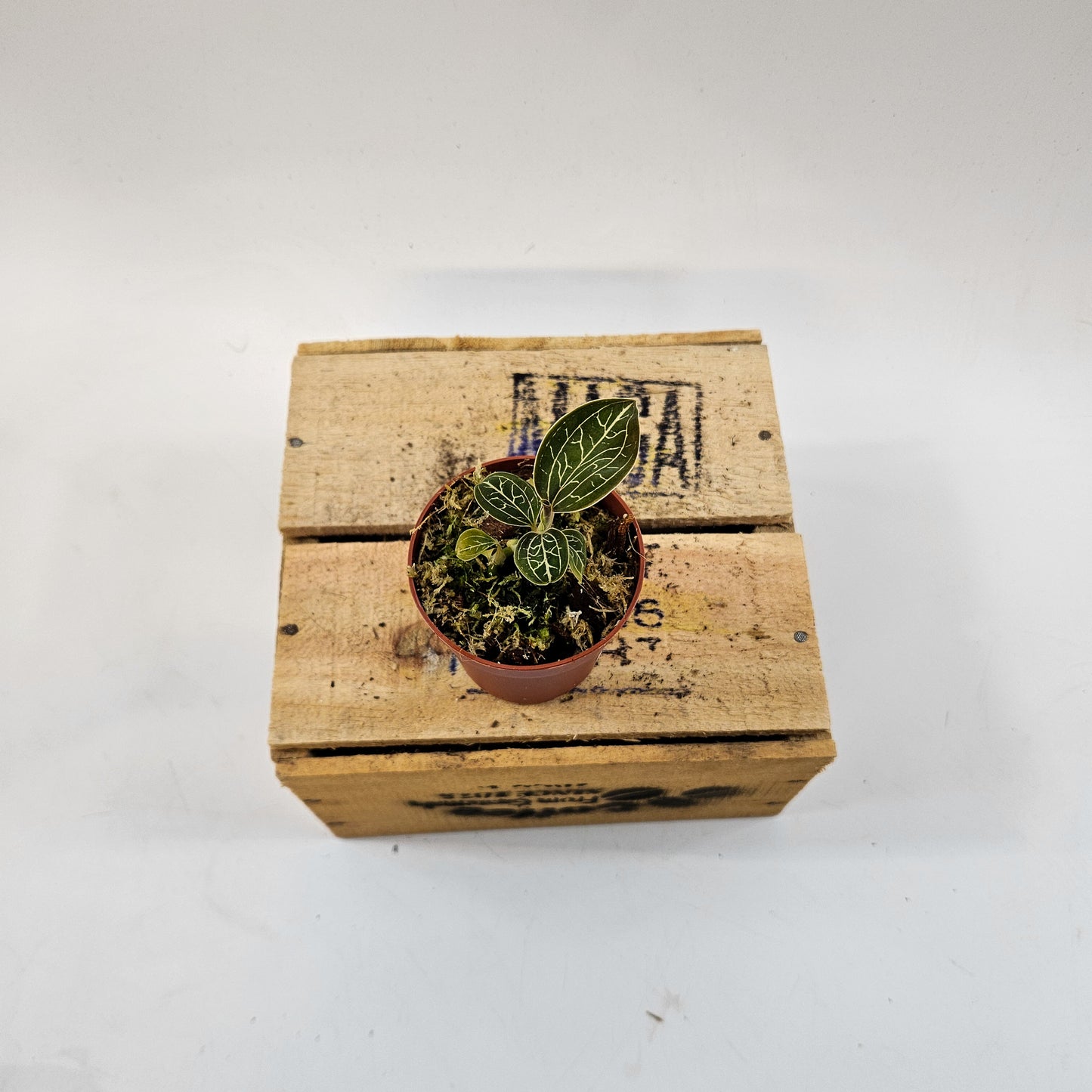 Jewel Orchid mix 7cm H15cm