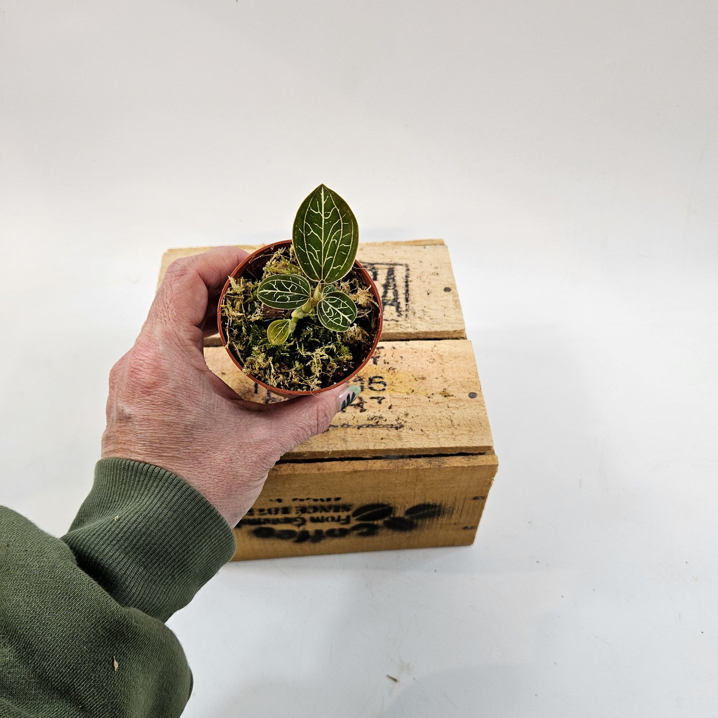 Jewel Orchid mix 7cm H15cm