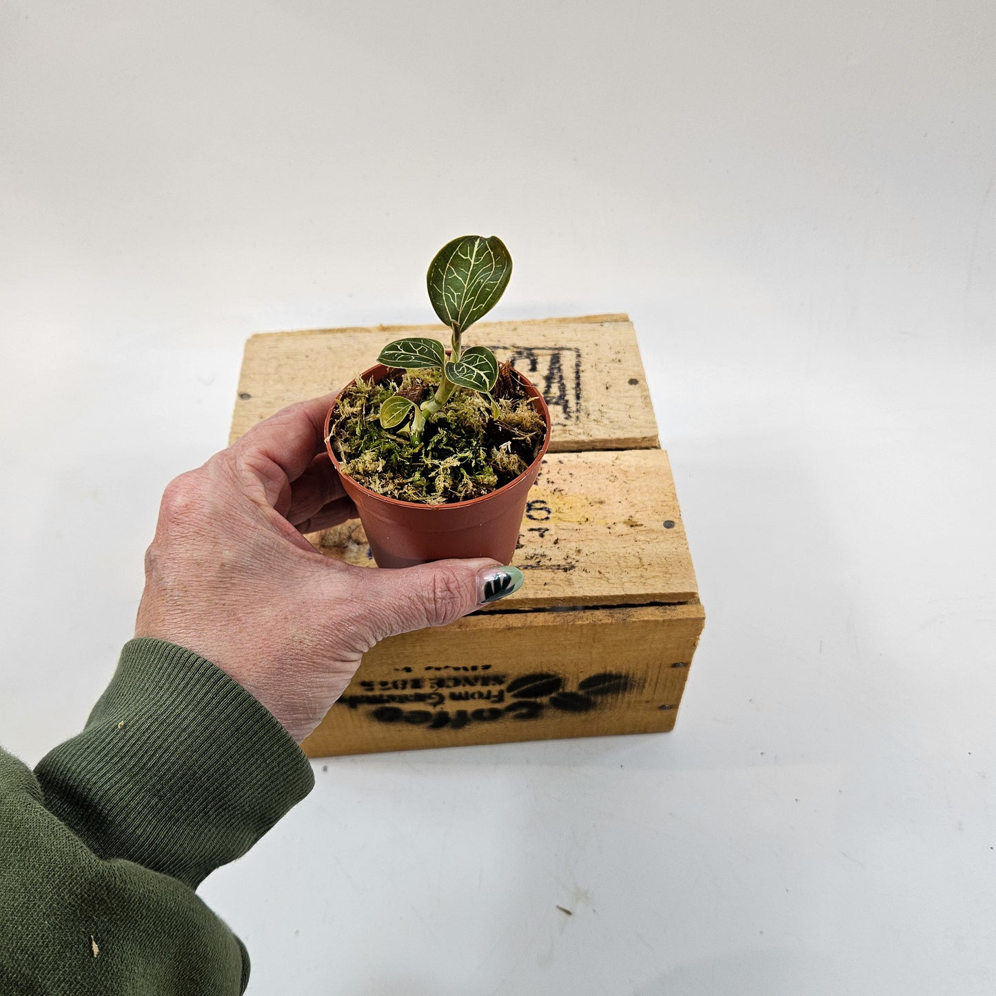 Jewel Orchid mix 7cm H15cm