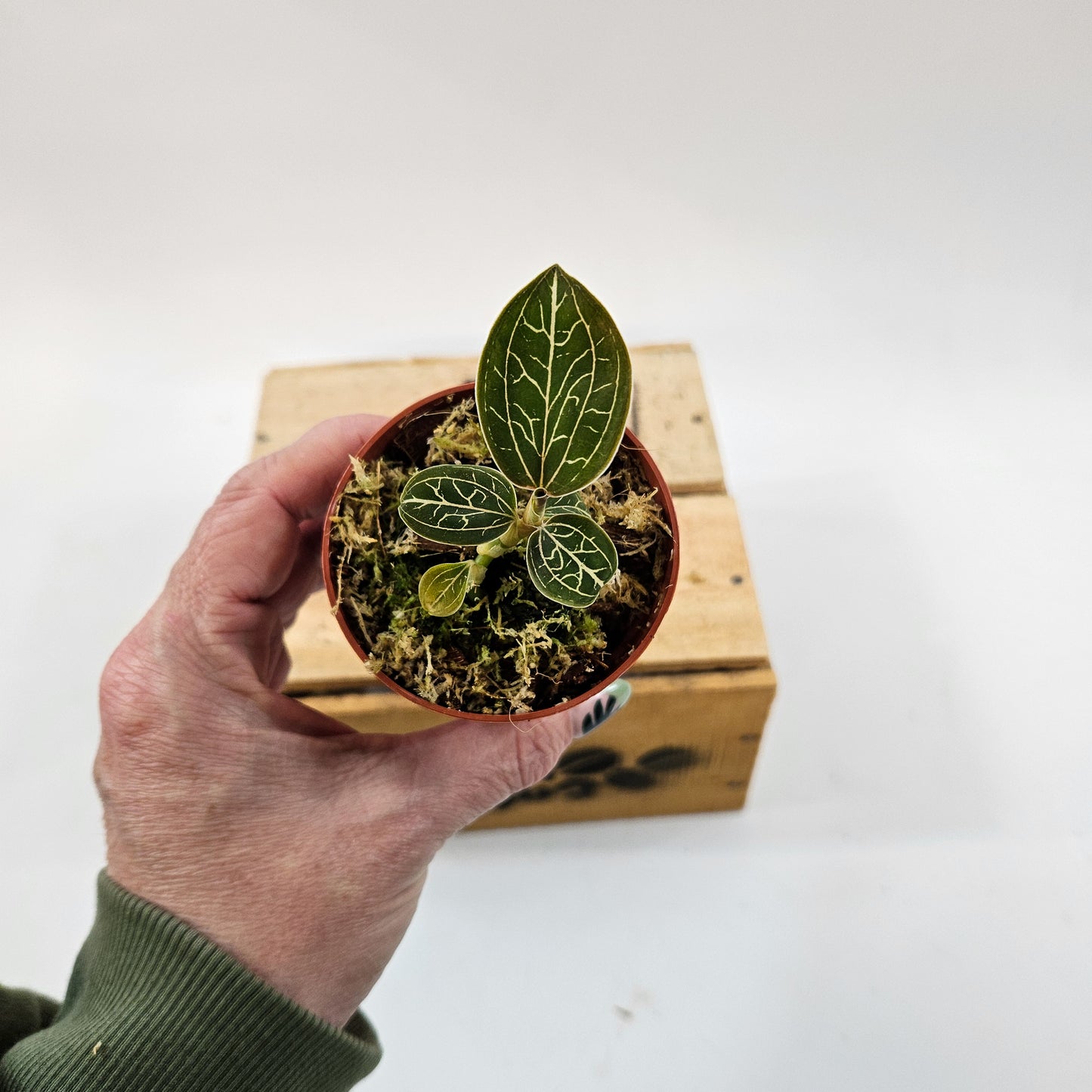 Jewel Orchid mix 7cm H15cm