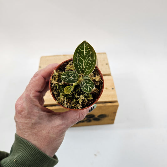 Jewel Orchid mix 7cm H15cm