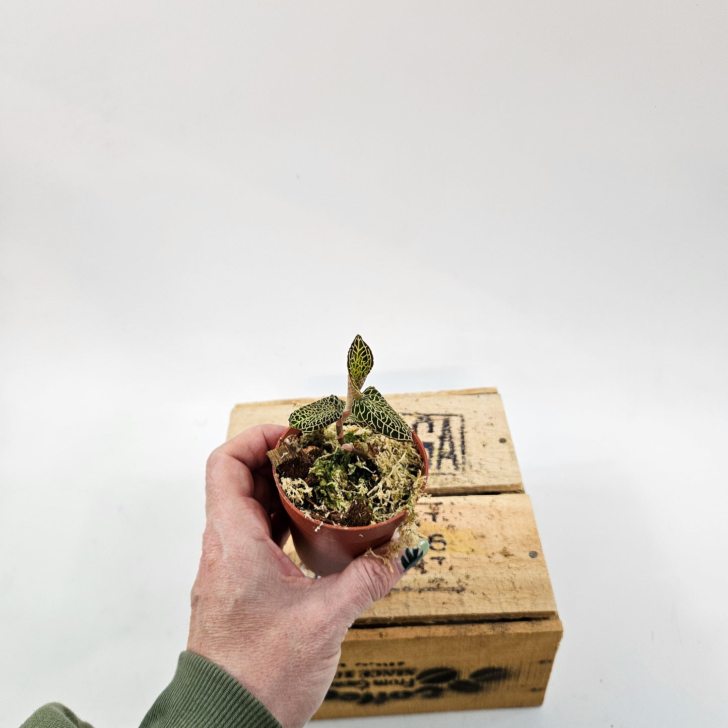 Jewel Orchid mix 7cm H15cm