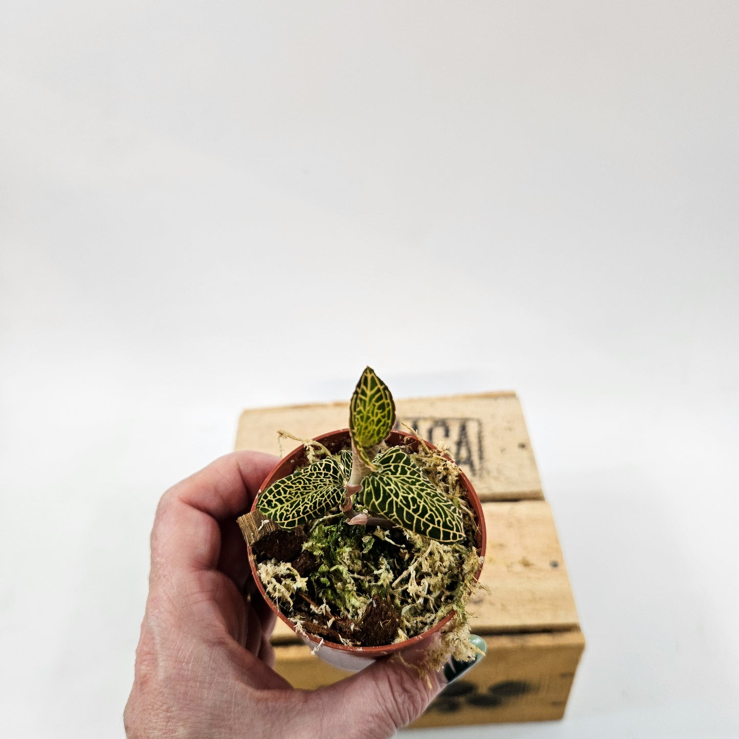 Jewel Orchid mix 7cm H15cm