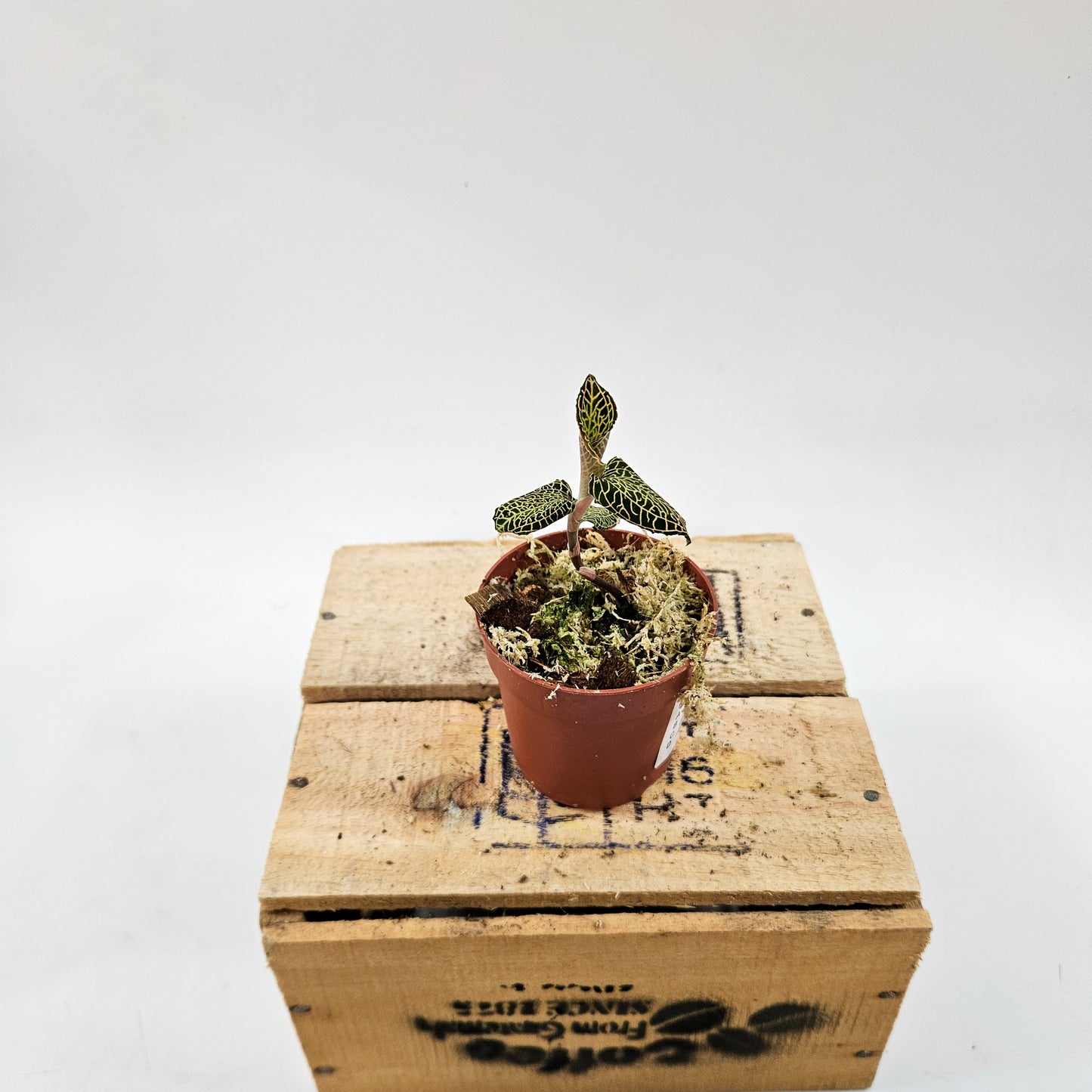 Jewel Orchid mix 7cm H15cm