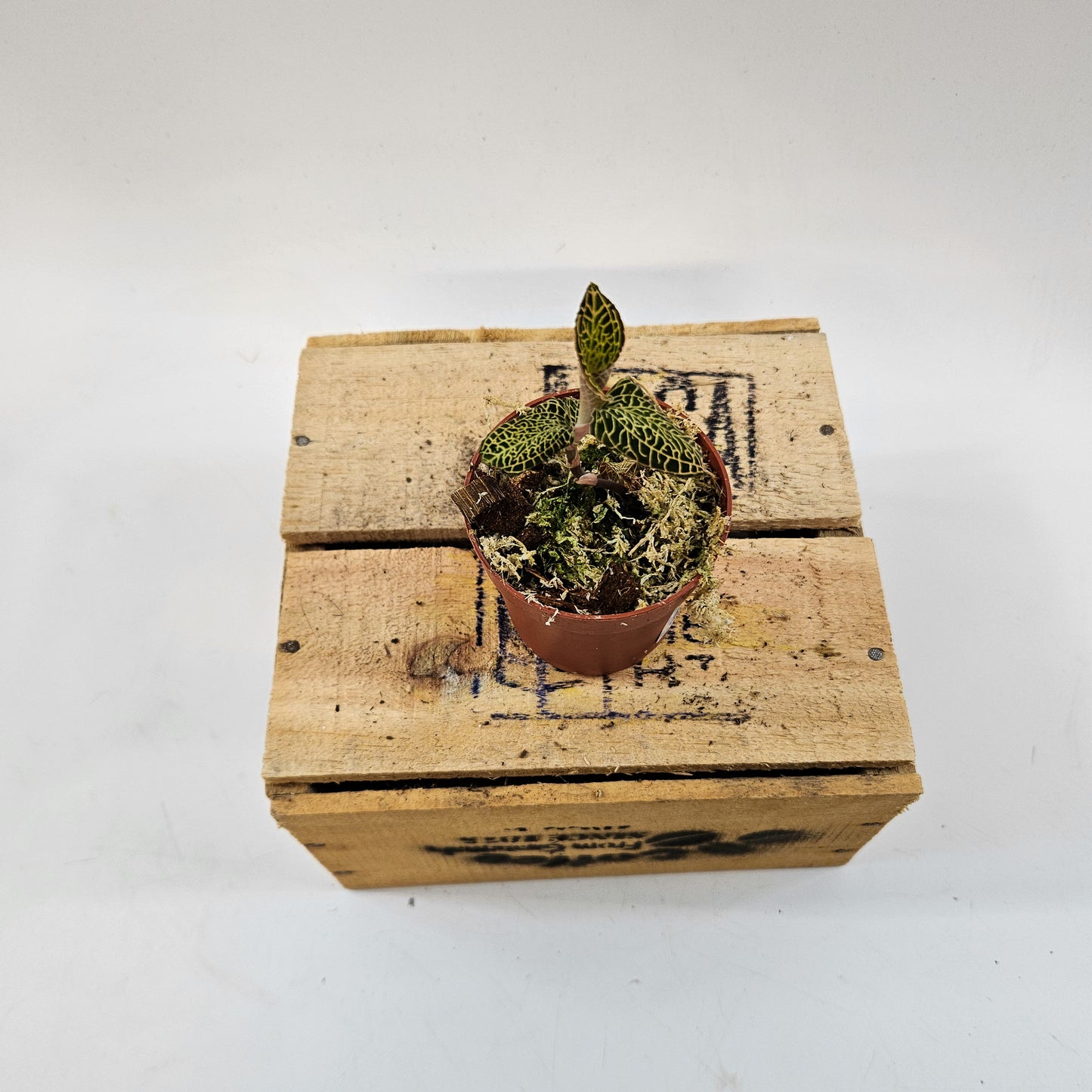 Jewel Orchid mix 7cm H15cm