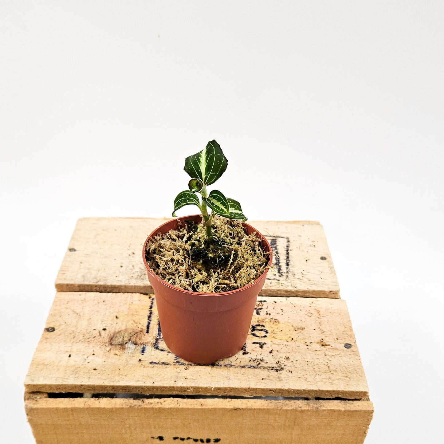 Jewel Orchid mix 7cm H15cm
