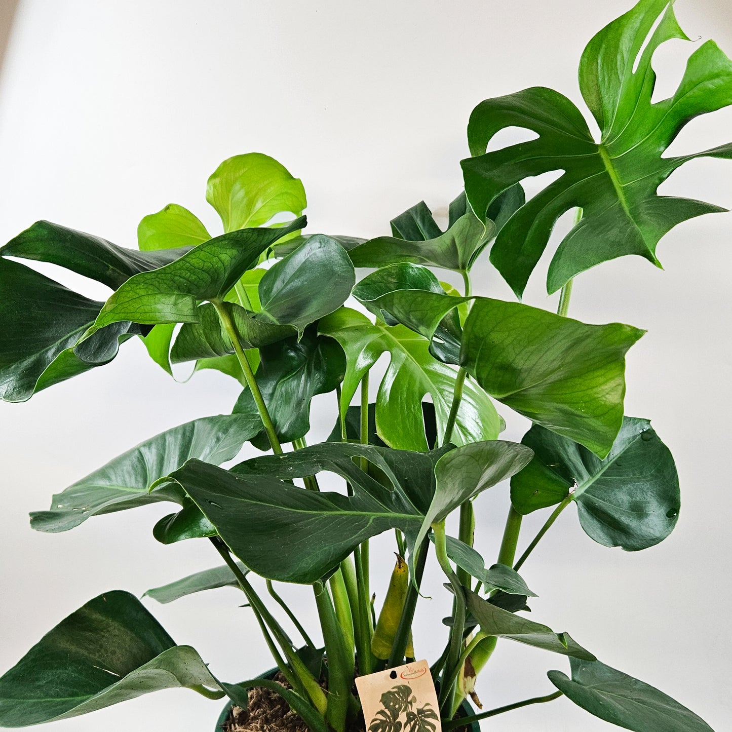 Monstera deliciosa 24cm H70cm