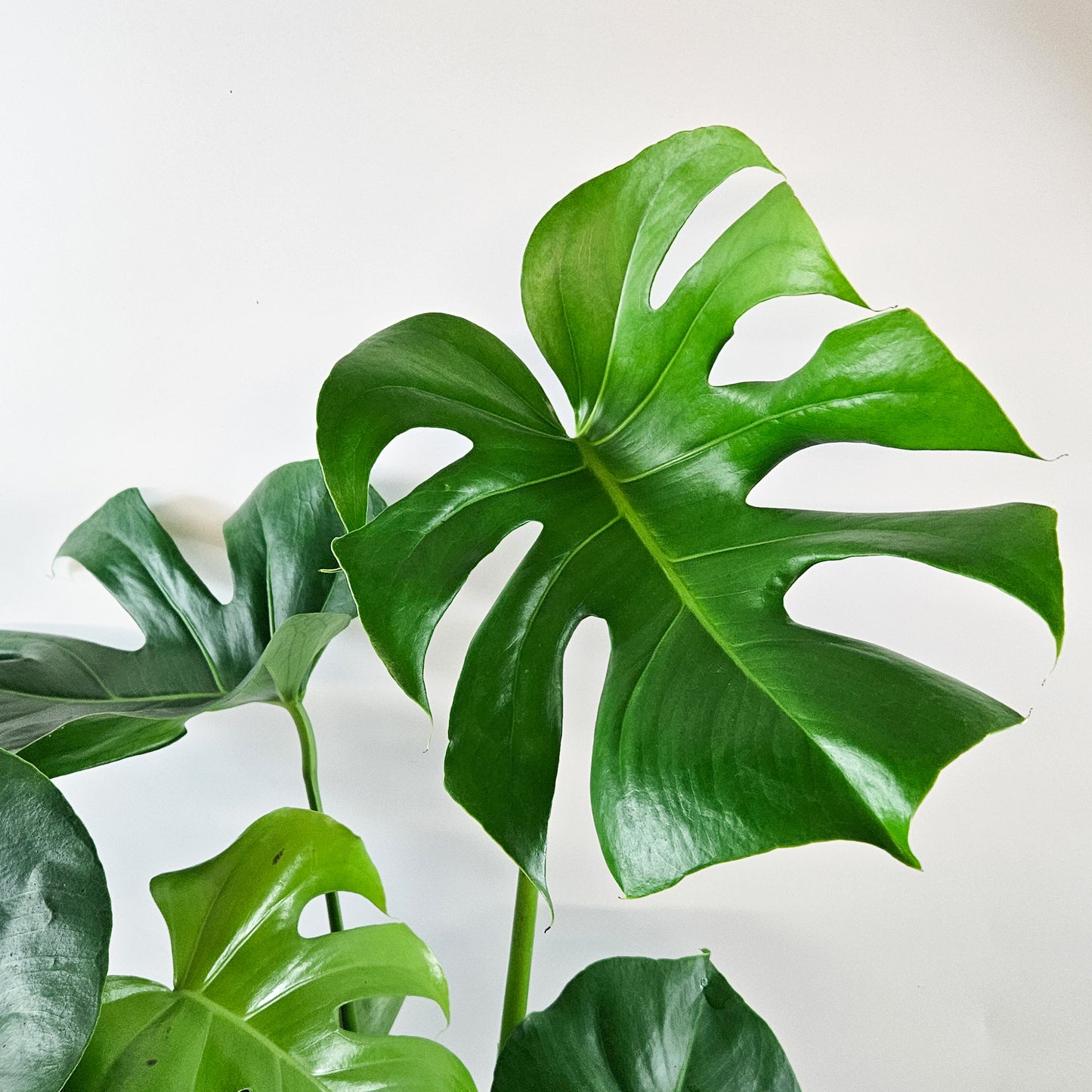Monstera deliciosa 24cm H70cm