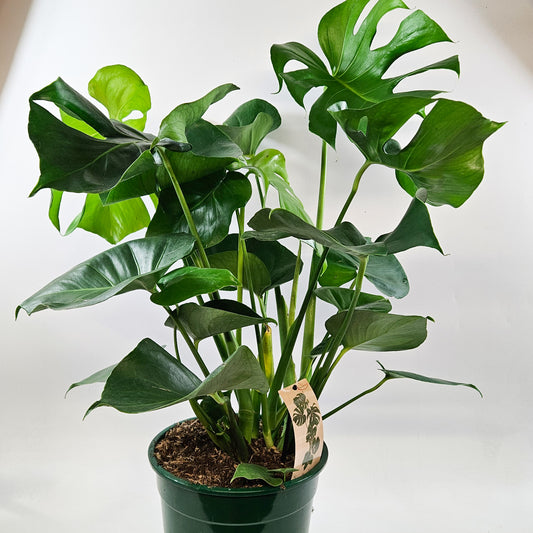 Monstera deliciosa 24cm H70cm