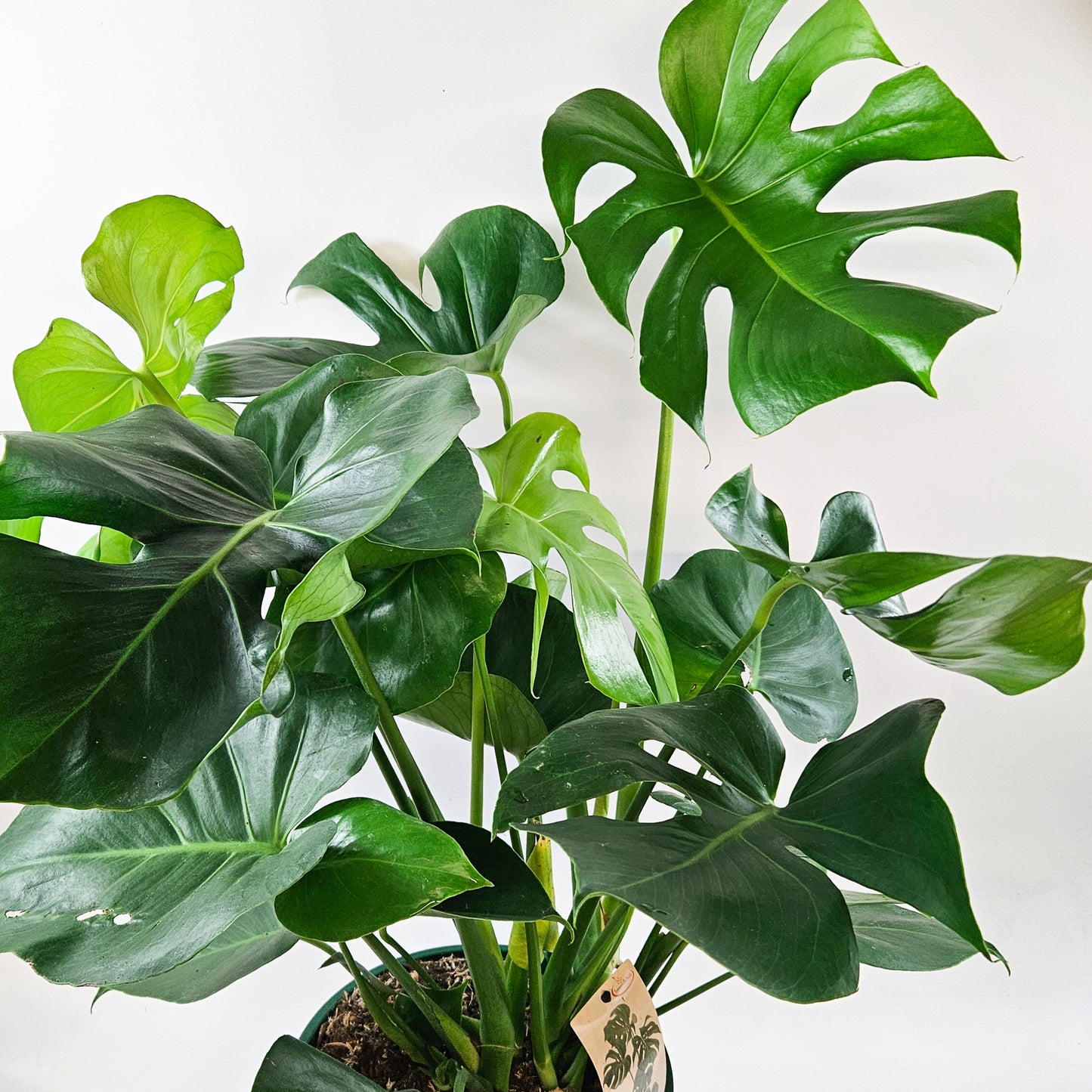 Monstera deliciosa 24cm H70cm