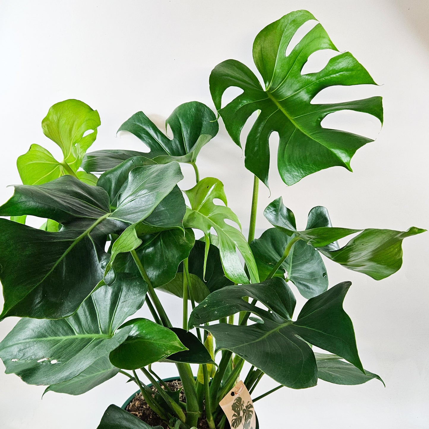 Monstera deliciosa 24cm H70cm