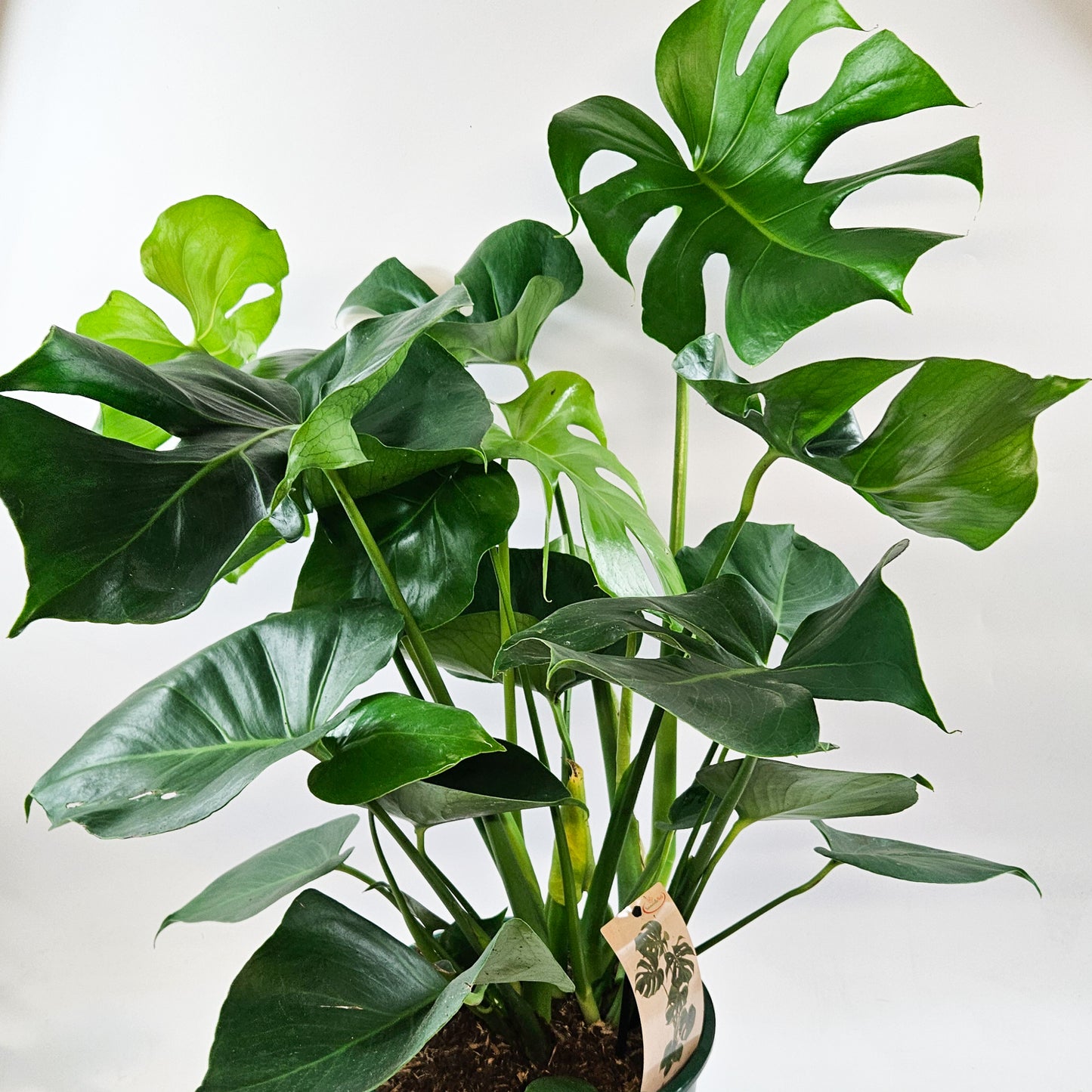 Monstera deliciosa 24cm H70cm