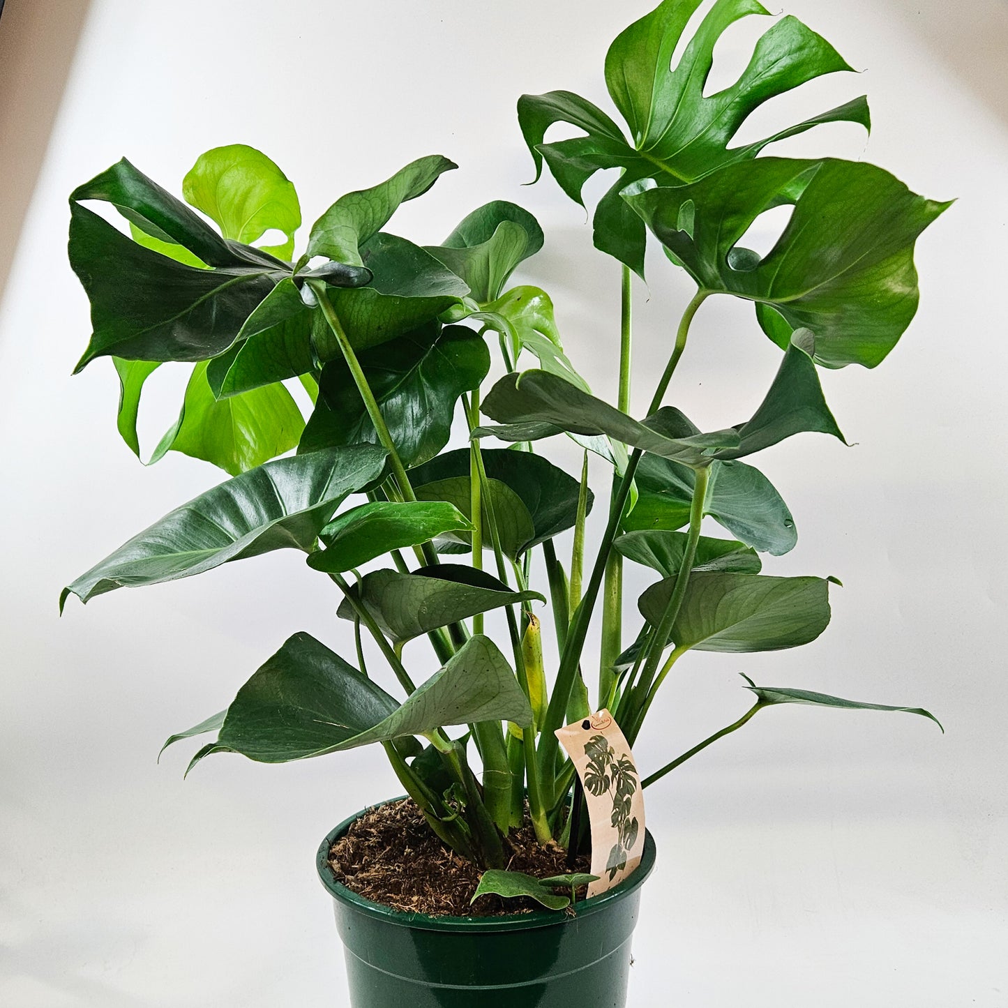 Monstera deliciosa 24cm H70cm