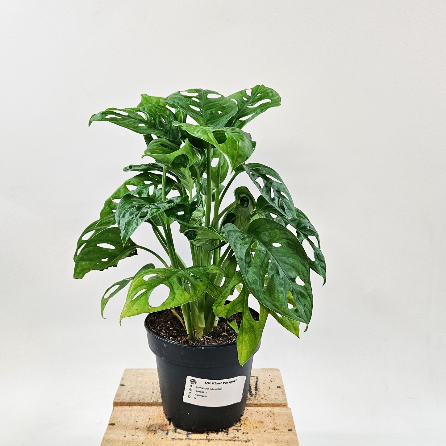 Monstera adansonii 12cm H30cm