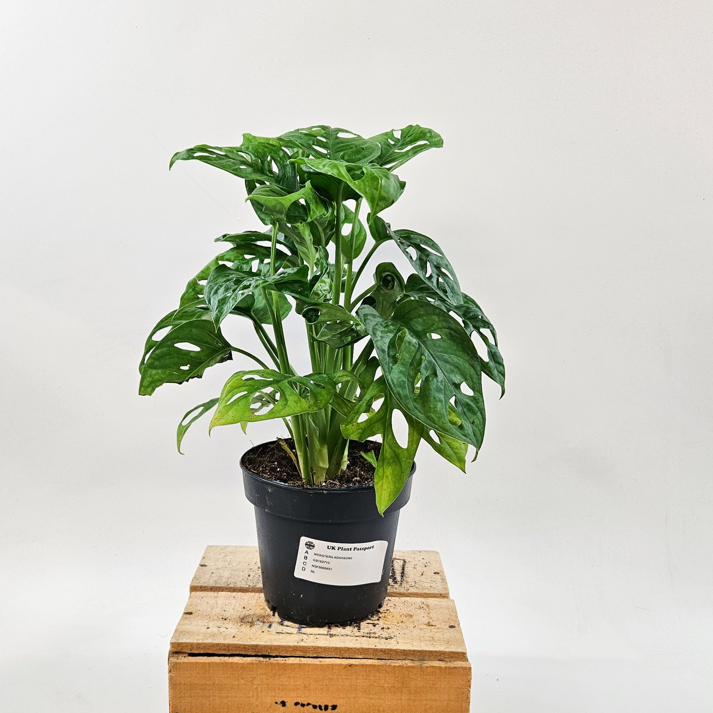 Monstera adansonii 12cm H30cm