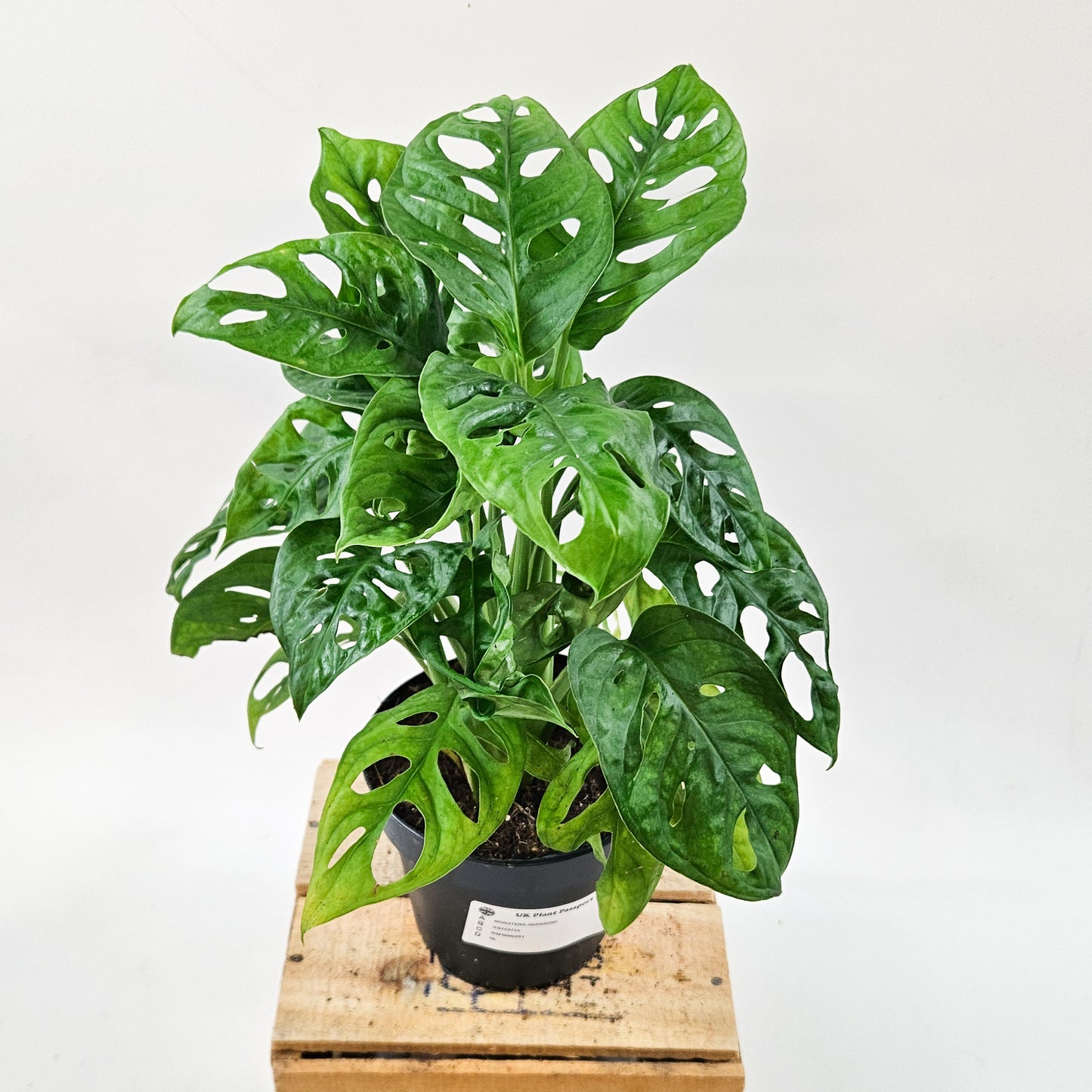 Monstera adansonii 12cm H30cm