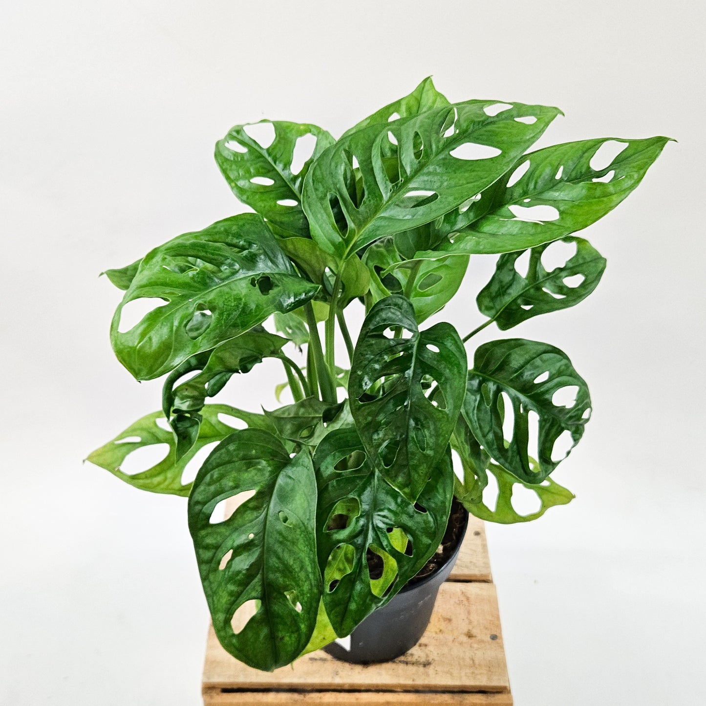 Monstera adansonii 12cm H30cm