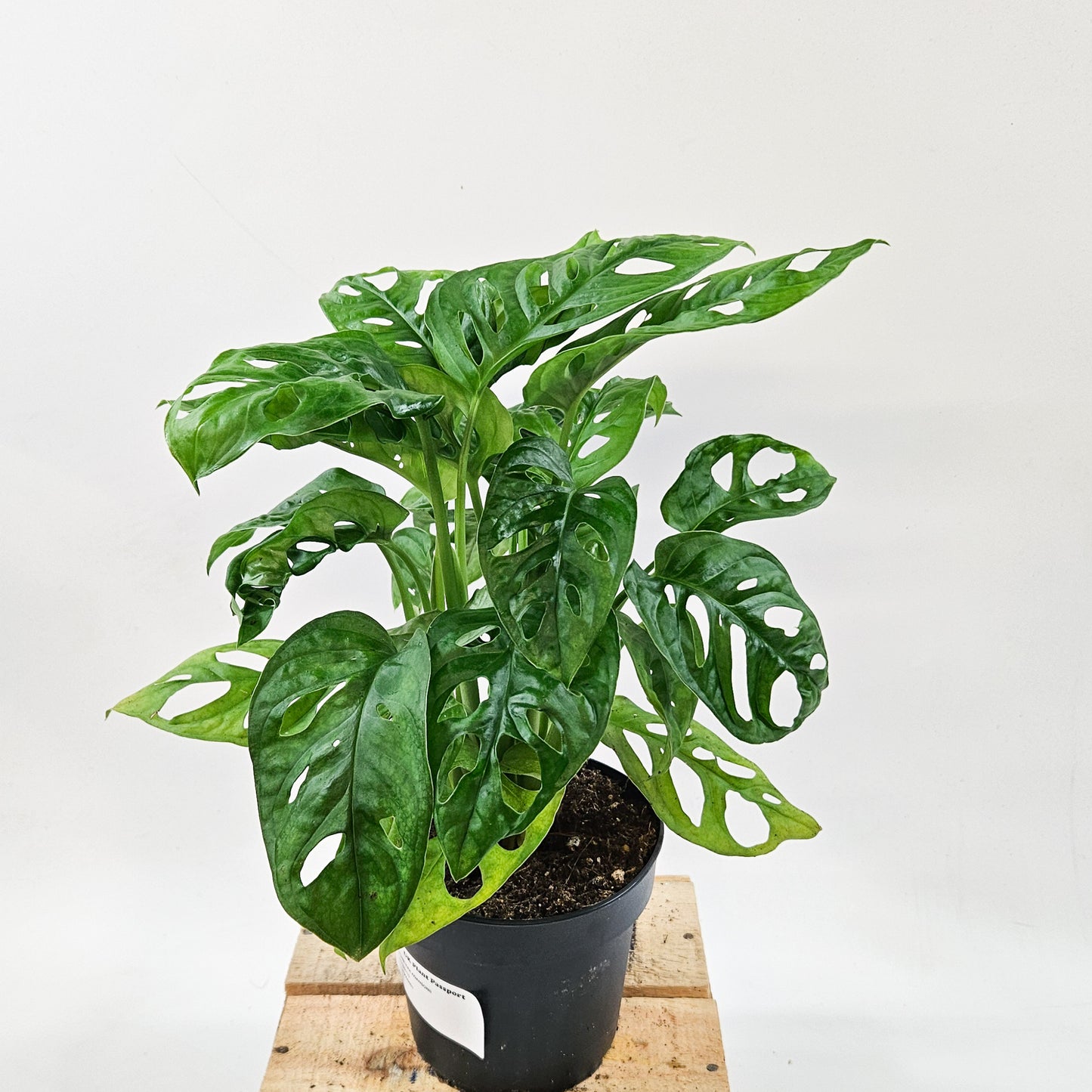 Monstera adansonii 12cm H30cm
