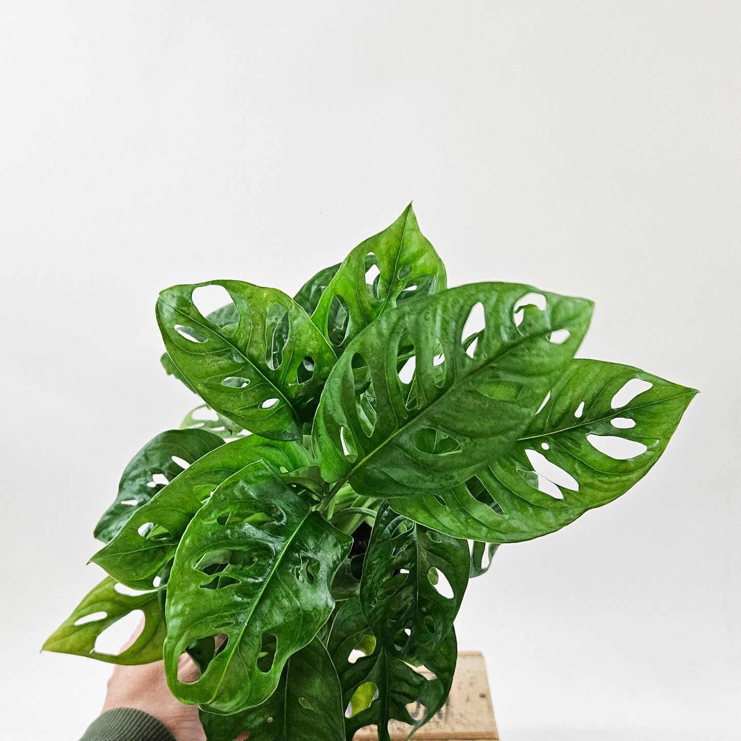 Monstera adansonii 12cm H30cm