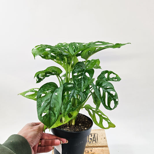 Monstera adansonii 12cm H30cm
