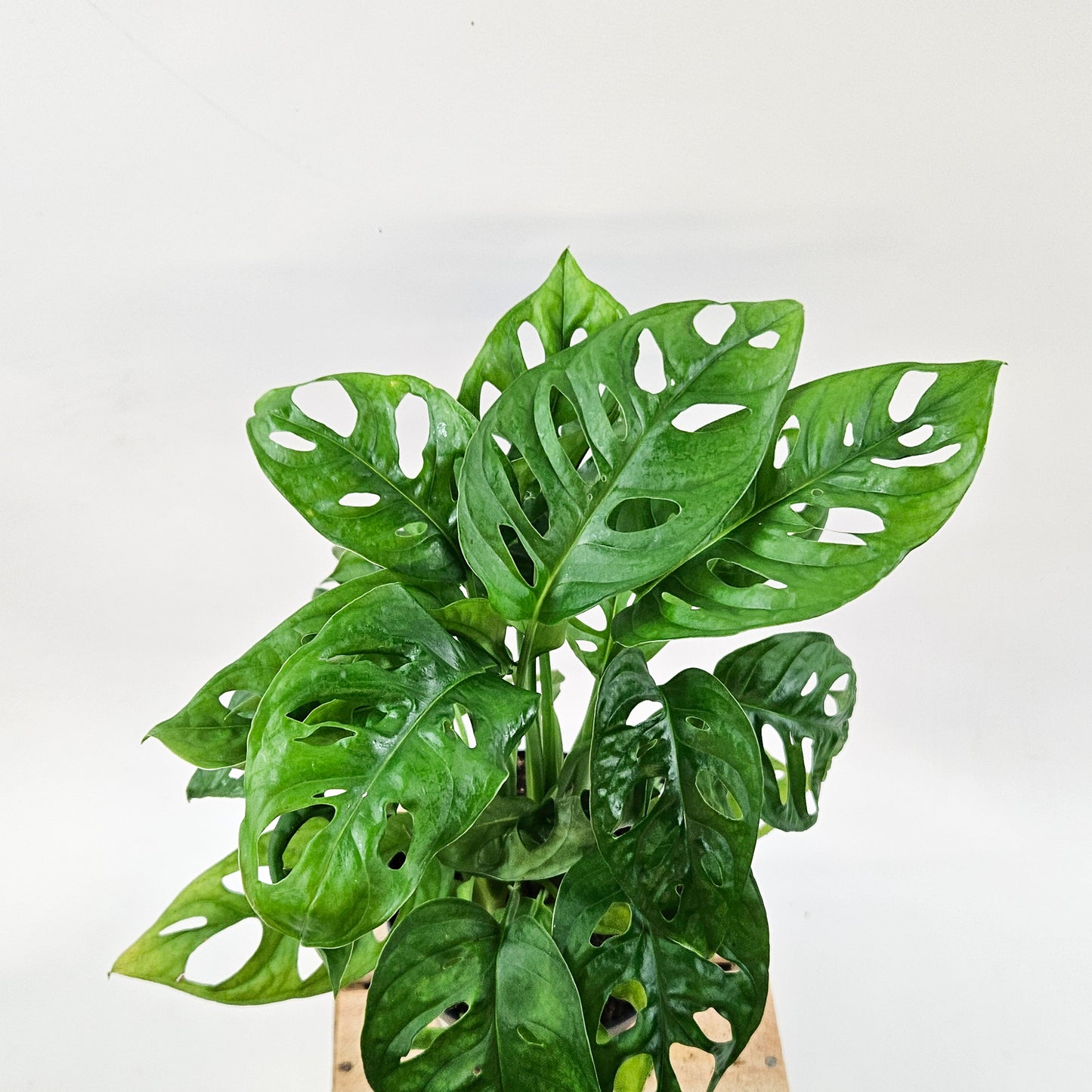 Monstera adansonii 12cm H30cm