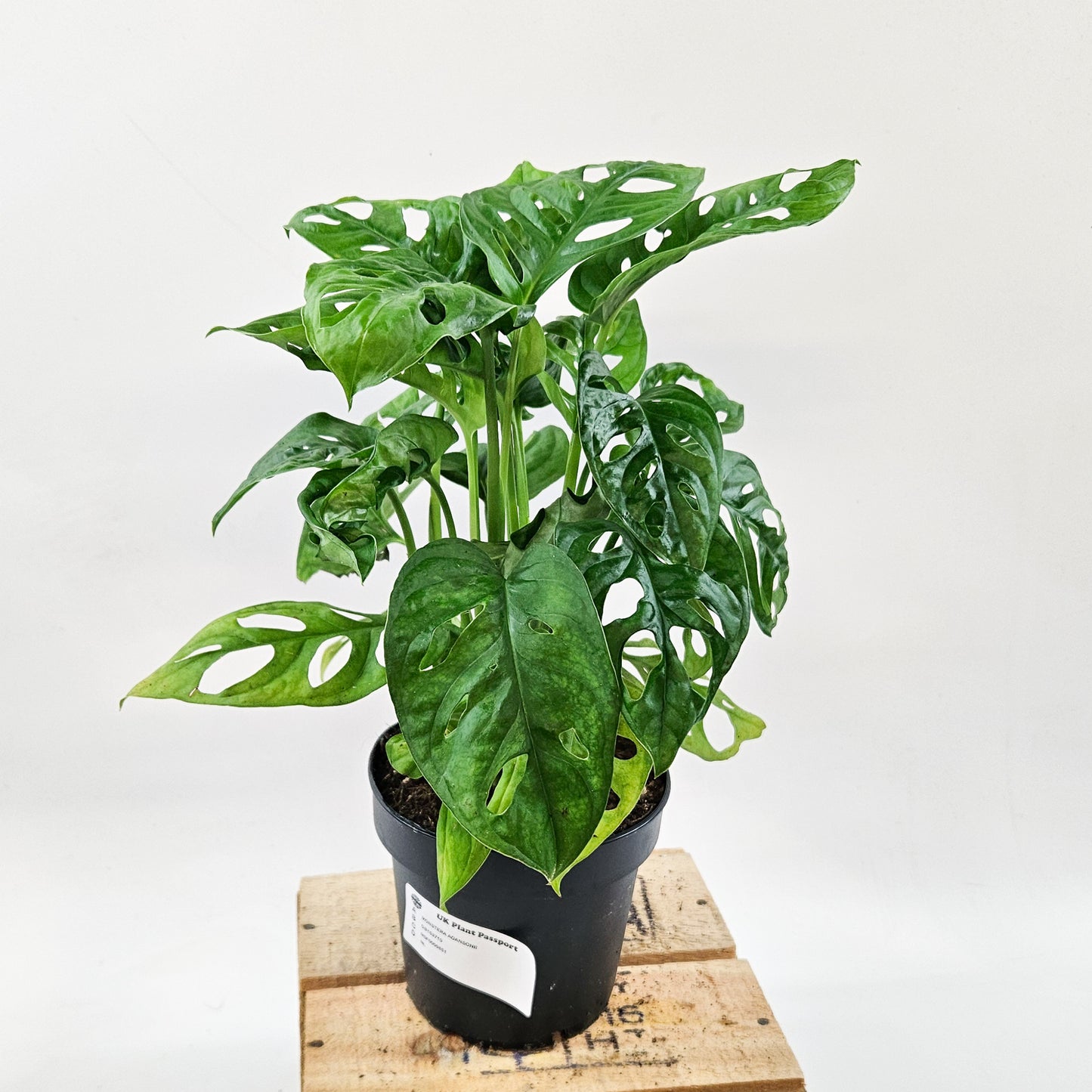 Monstera adansonii 12cm H30cm