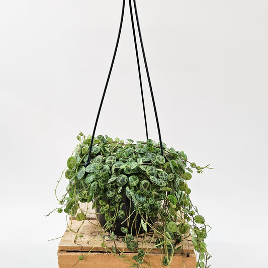 String of Turtles - Peperomia prostrata 14cm H23cm