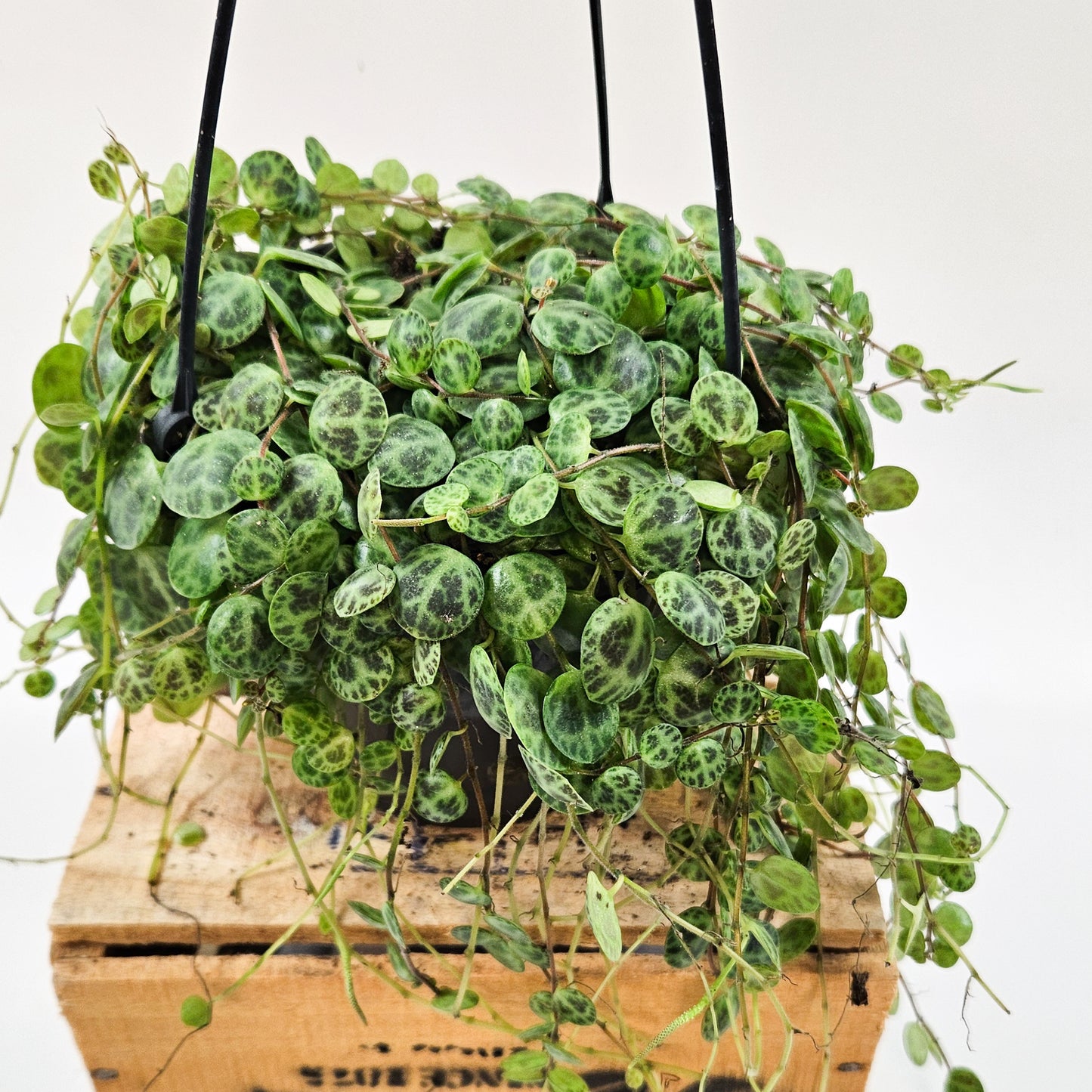 String of Turtles - Peperomia prostrata 14cm H23cm