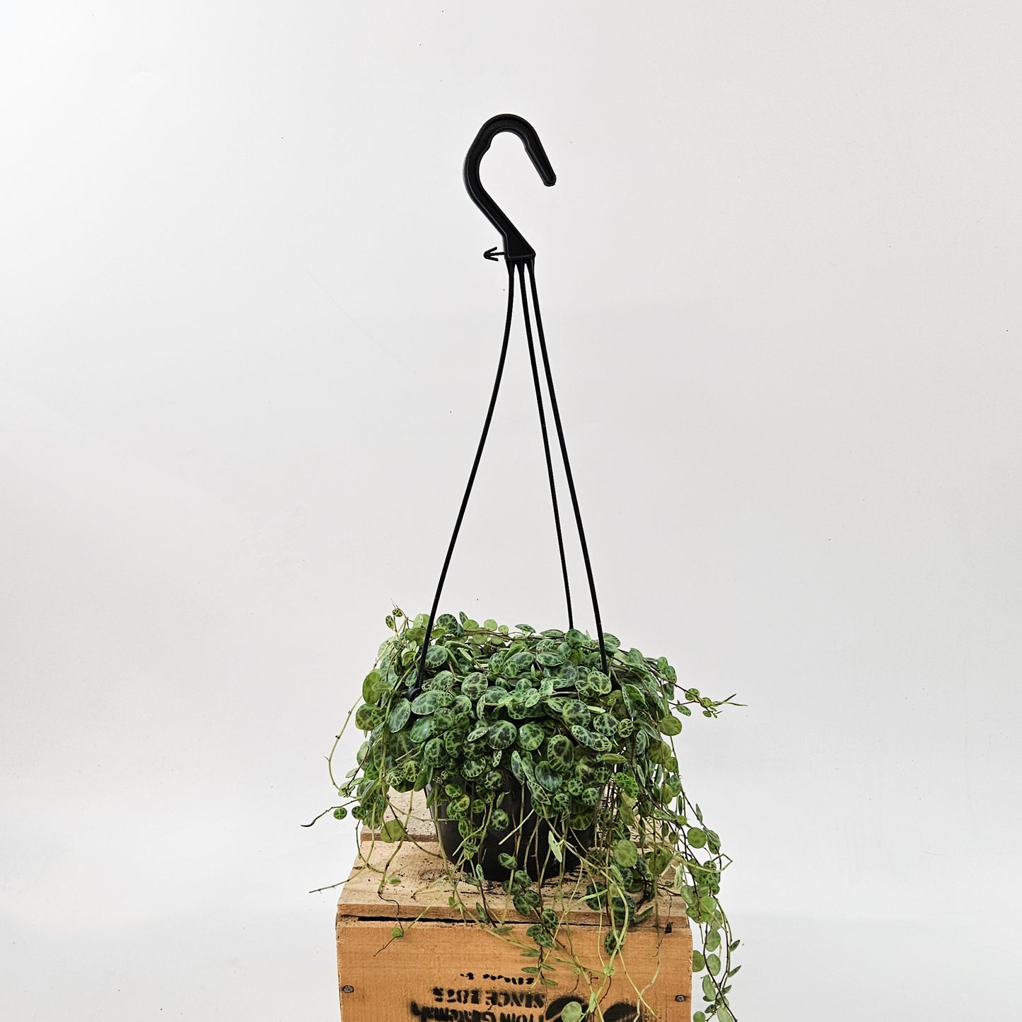 String of Turtles - Peperomia prostrata 14cm H23cm