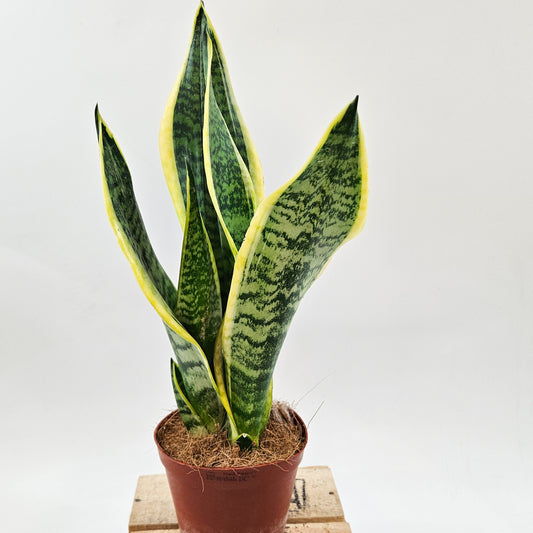 Sansevieria Futura Superba 12cm H40cm