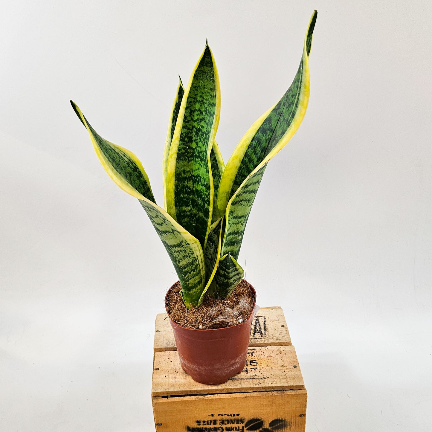 Sansevieria Futura Superba 12cm H40cm