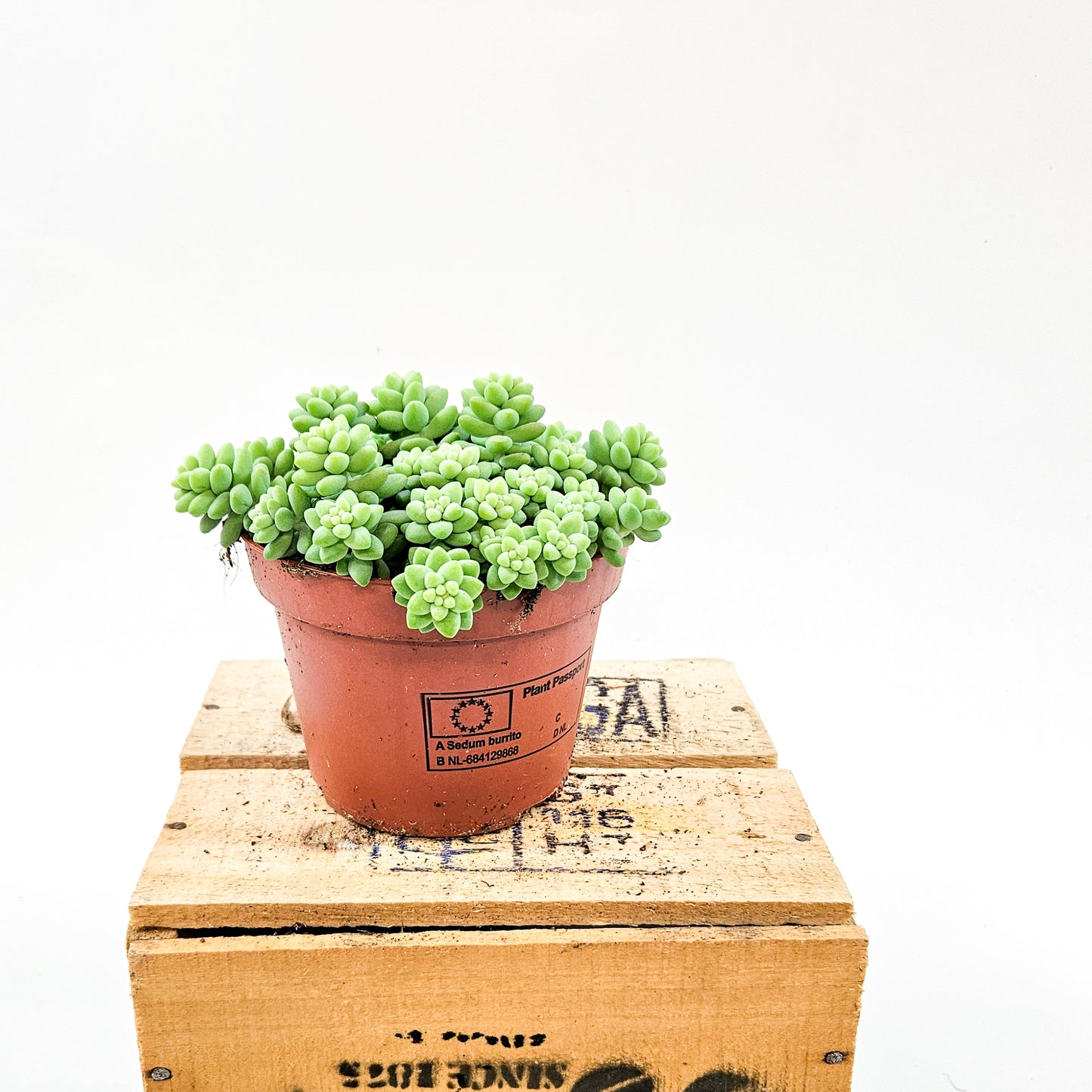 Sedum burrito 11cm H15cm