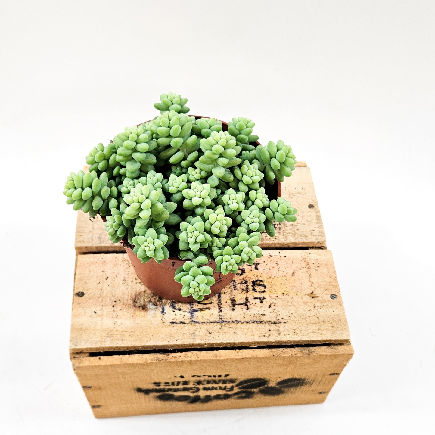 Sedum burrito 11cm H15cm