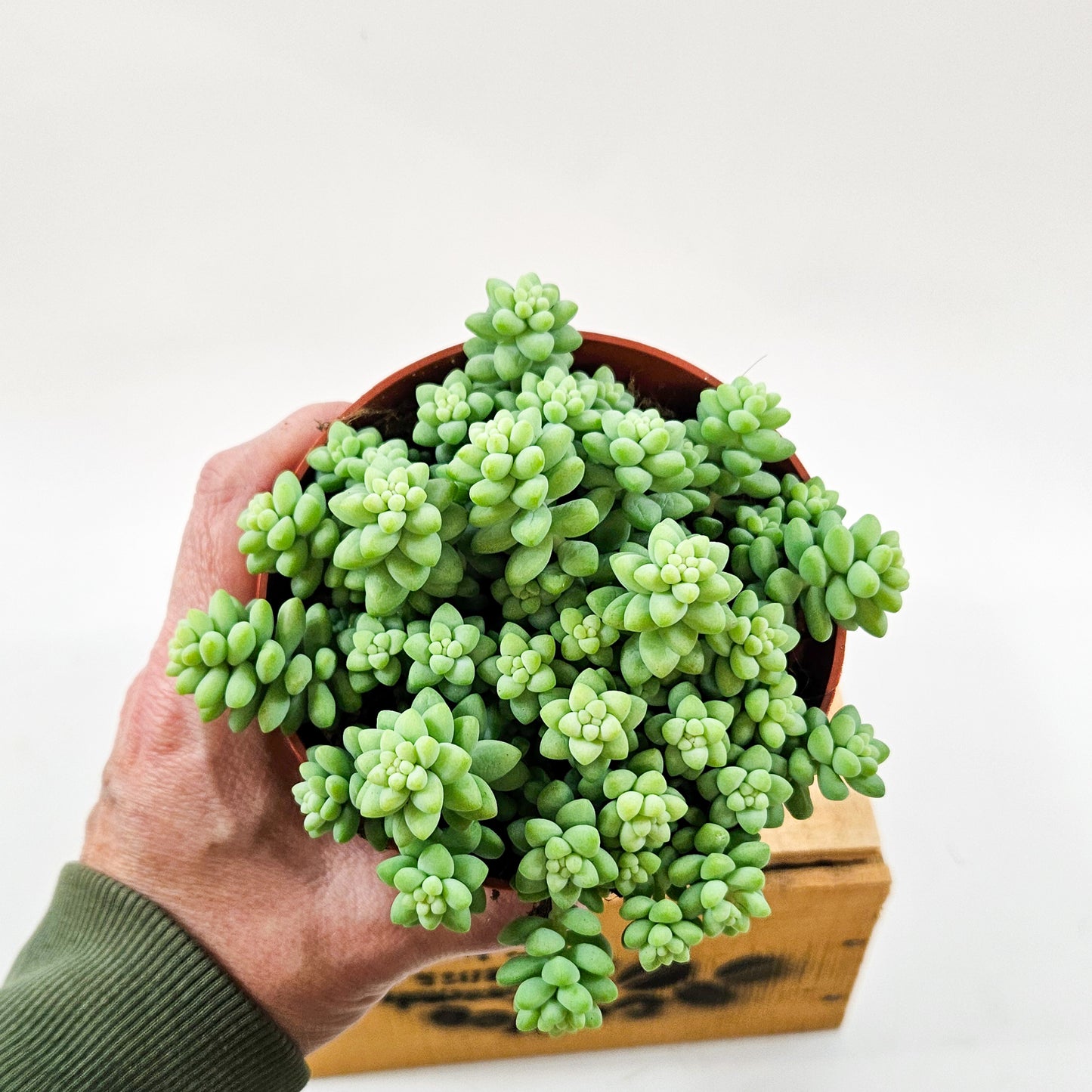 Sedum burrito 11cm H15cm